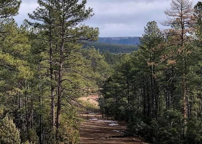 Forest 1 Hunters Blind