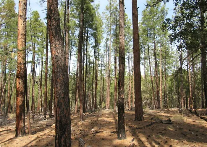 Dom wakacyjny Forest 1 Hunters Blind Payson